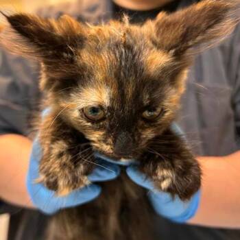 Europa -  Domestic Medium Hair and Domestic Short Hair Cat for Adoption in Woodinville, Washington - Europa | PetCurious