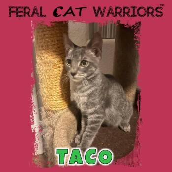 Taco -  Domestic Short Hair Cat for Adoption in Kingman, Arizona - Taco | PetCurious