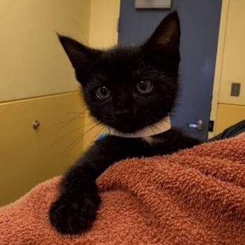 Skyline -  Domestic Short Hair Cat for Adoption in Richmond, Virginia - Skyline | PetCurious