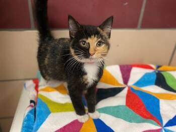 SWIRLS -  Domestic Short Hair Cat for Adoption in Fort Wayne, Indiana - SWIRLS | PetCurious