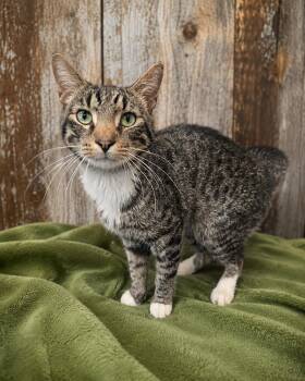 Russell -  Domestic Short Hair Cat for Adoption in Manhattan, Illinois - Russell | PetCurious