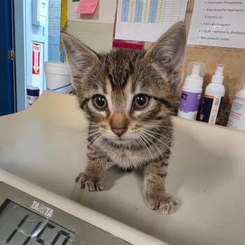 Domestic Short Hair Cats Available for Adoption in Eureka Springs, Arkansas - Butterfree | PetCurious