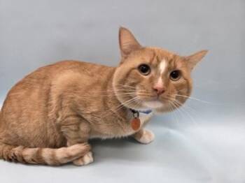 Kyro -  Domestic Medium Hair and Domestic Short Hair Cat for Adoption in Woodbury, Minnesota - Kyro | PetCurious