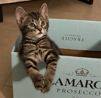CLOROX -  Domestic Short Hair Cat for Adoption in Sarasota, Florida - CLOROX | PetCurious
