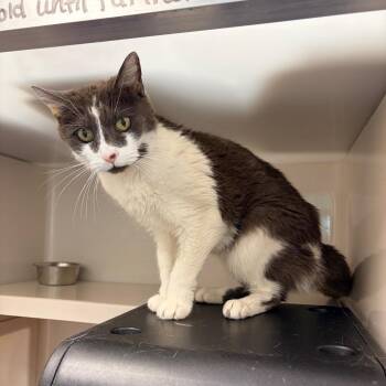 Darla -  Domestic Short Hair and Mixed Breed Cat for Adoption in Watertown, New York - Darla | PetCurious
