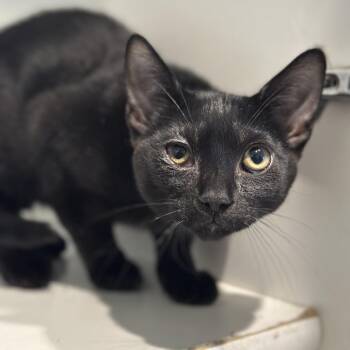 Gelato -  Domestic Short Hair Cat for Adoption in Matteson, Illinois - Gelato | PetCurious