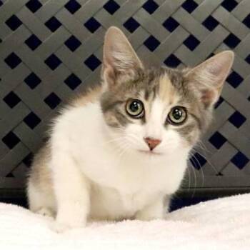 Brewser -  Domestic Short Hair Cat for Adoption in Midland, Texas - Brewser | PetCurious
