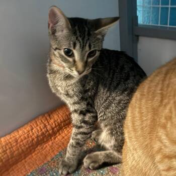 ACAC -  Domestic Short Hair Cat for Adoption in Troy, Virginia - ACAC | PetCurious