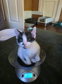 Skuttle -  Domestic Short Hair Cat for Adoption in Morganton, North Carolina - Skuttle | PetCurious