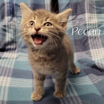 Rescue Domestic Short Hair Cats for Adoption in Parkersburg, West Virginia - Pecan | PetCurious