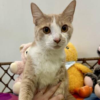 Butterscotch -  Domestic Short Hair Cat for Adoption in Houston, Texas - Butterscotch | PetCurious