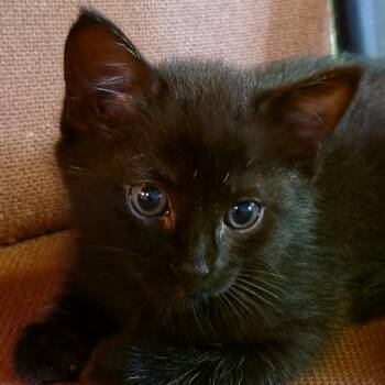 Ivy -  Domestic Short Hair Cat for Adoption in Canton, North Carolina - Ivy | PetCurious