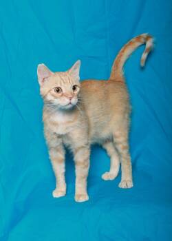 Rescue Domestic Short Hair Cats for Adoption in Rock Falls, Illinois - Malachi | PetCurious