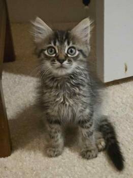 Rescue Domestic Medium Hair Cats for Adoption in Charlotte, North Carolina - Rolo | PetCurious