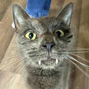 Fangs Bowers -  Domestic Short Hair Cat for Adoption in Woodstock, Virginia - Fangs Bowers | PetCurious