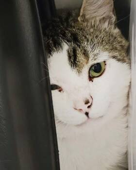 Lego -  Domestic Short Hair Cat for Adoption in Fishers, Indiana - Lego | PetCurious