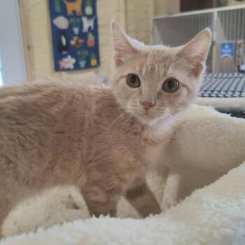 Rescue Domestic Short Hair Cats for Adoption in Park Falls, Wisconsin - Roger | PetCurious