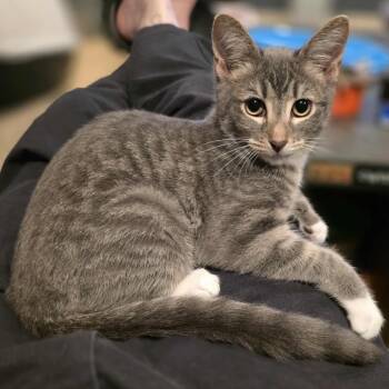 Rescue Domestic Short Hair Cats for Adoption in Kansas City, Missouri - Maverick | PetCurious