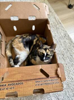 American Shorthair and Tortoiseshell Cats Available for Adoption in Mission Viejo, California - Kora | PetCurious