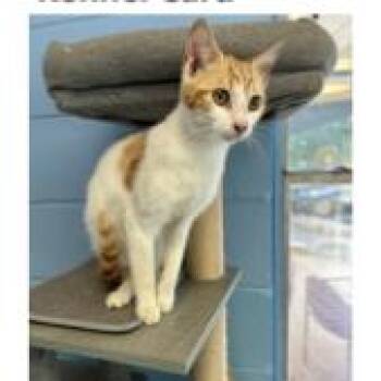 Patch -  Domestic Short Hair Cat Available for Adoption in Tallahassee, Florida - Patch | PetCurious