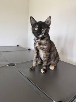 Raviola CL -  Domestic Short Hair Cat for Adoption in Greenville, South Carolina - Raviola CL | PetCurious