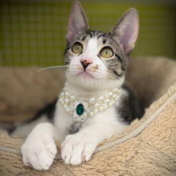 Pearl -  Domestic Short Hair Cat for Adoption in League City, Texas - Pearl | PetCurious