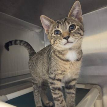 Auburn -  Domestic Short Hair Cat for Adoption in Rock Falls, Illinois - Auburn | PetCurious