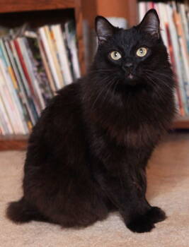 Rescue Manx and Cymric Cats for Adoption in Liberty, North Carolina - Seeley | PetCurious
