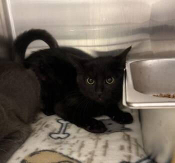 Prue -  Domestic Short Hair Cat for Adoption in Black Eagle, Montana - Prue | PetCurious