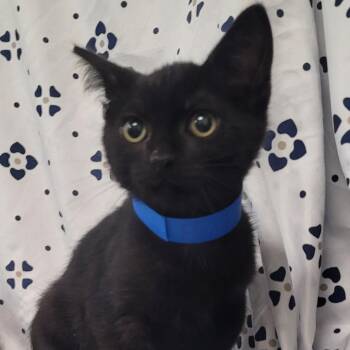 Pontiac -  Domestic Short Hair Cat for Adoption in Coos Bay, Oregon - Pontiac | PetCurious