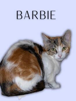 Barbie -  Tabby and Calico Cat for Adoption in Jurupa Valley, California - Barbie | PetCurious