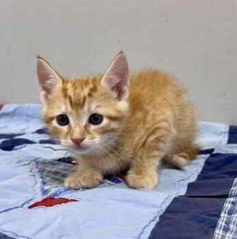 Macaroni -  Domestic Short Hair Cat for Adoption in Watkinsville, Georgia - Macaroni | PetCurious