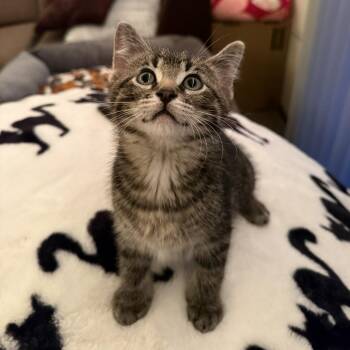 Domestic Short Hair Cats Available for Adoption in Dekalb, Illinois - Jessie | PetCurious