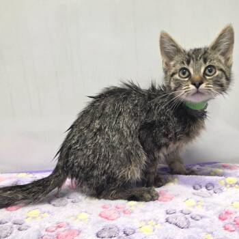 Domestic Short Hair Cats Available for Adoption in Fort Wayne, Indiana - Opie | PetCurious