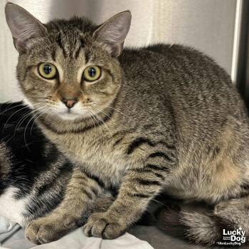 Domestic Short Hair Cats Available for Adoption - Lacey | PetCurious