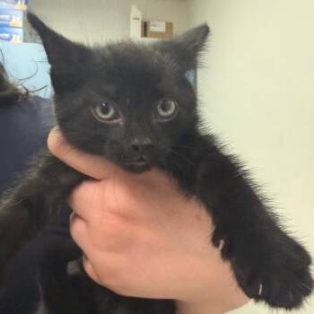 Domestic Short Hair Cats Available for Adoption - Myne | PetCurious