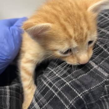 Zipper -  Domestic Short Hair Cat for Adoption in Tampa, Florida - Zipper | PetCurious