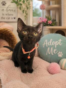 Lucia 0310 -  Domestic Short Hair Cat for Adoption in Dallas, Texas - Lucia 0310 | PetCurious