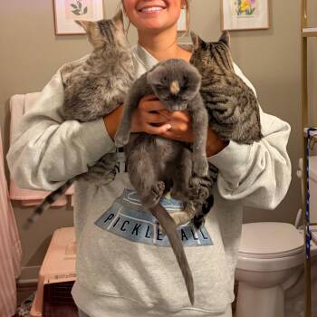 Stellaluna -  Domestic Short Hair Cat for Adoption in Columbia, Missouri - Stellaluna | PetCurious