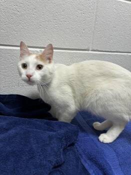 MALCOLM -  Domestic Short Hair Cat for Adoption - MALCOLM | PetCurious