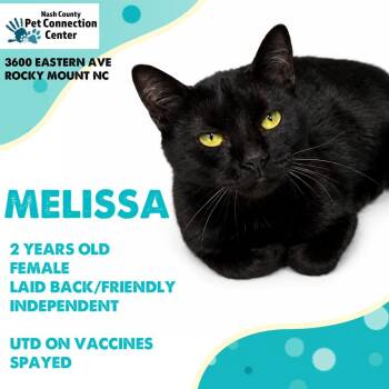 MELISSA  Available NOW - ADOPTION or RESCUE! -  Domestic Short Hair Cat for Adoption in Nashville, North Carolina - MELISSA  Available NOW - ADOPTION Or RESCUE! | PetCurious