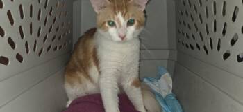 Domestic Medium Hair Cats Available for Adoption in Evansville, Indiana - Tigger | PetCurious