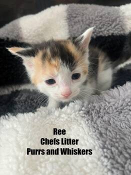 Domestic Short Hair Cats Available for Adoption - Ree Drummind | PetCurious