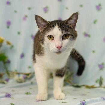 Domestic Short Hair Cats Available for Adoption in Wheaton, Illinois - Tyson | PetCurious