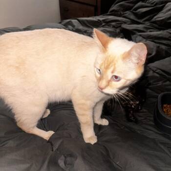 Siamese Cats Available for Adoption - Lemon | PetCurious