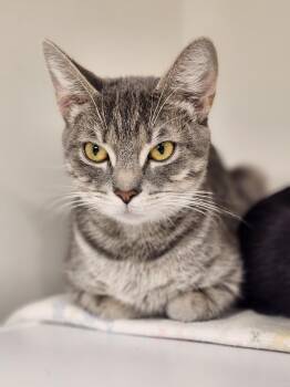 Rescue Domestic Short Hair Cats for Adoption in Athens, Ohio - Josephine | PetCurious