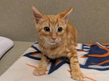A554183 -  Domestic Short Hair Cat for Adoption in Moreno Valley, California - A554183 | PetCurious