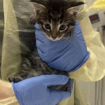 Cookie -  Domestic Short Hair Cat for Adoption in Murray, Utah - Cookie | PetCurious