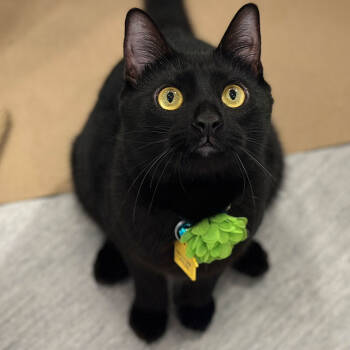 Rescue Domestic Short Hair Cats for Adoption in Port Washington, New York - Kolo | PetCurious