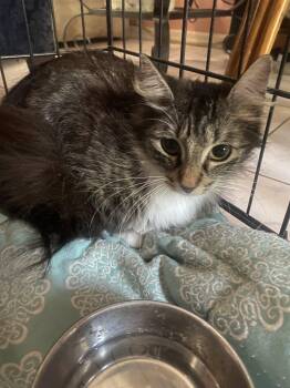 Kamila -  Domestic Long Hair and Maine Coon Cat for Adoption - Kamila | PetCurious